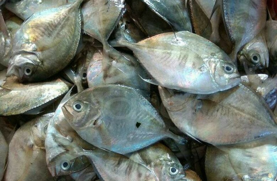 Jenis Ikan Laut Yang Boleh Dimakan Di Malaysia - malaysct