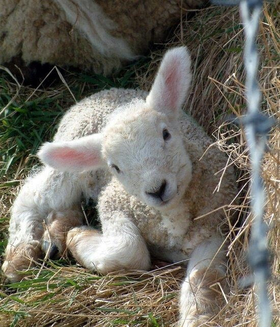 Lamb