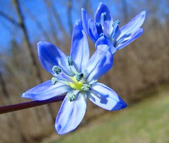 Bluest blue flowers