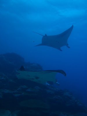 Yap, Micronesia. Manta Rays
