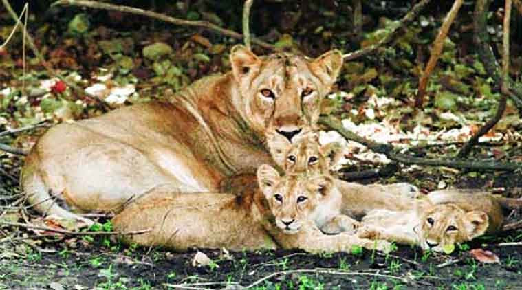 Gir forest, Asiatic lions, Gujarat High Court, Tourism Corporation of Gujarat Ltd, Ahmedabad news, gujarat news, india news, nation news, news