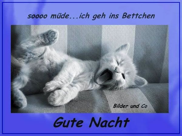 Hunde Süße Gute Nacht Bilder / träume süß und gute Nacht Whatsapp und