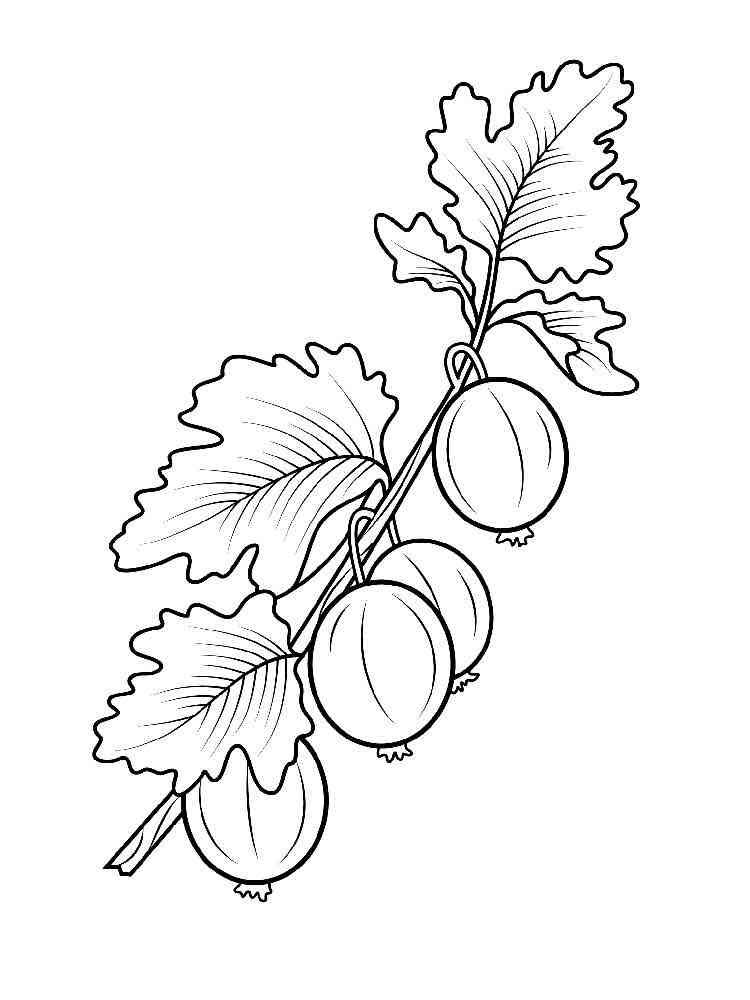 Download 164+ Gooseberry Fruits And Berries For Kids Printable Free