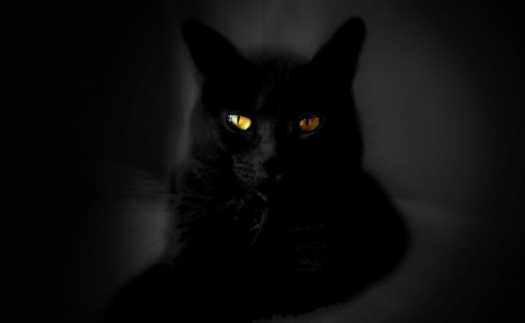 Black And White Cat Wallpaper Hd - Cat's Blog