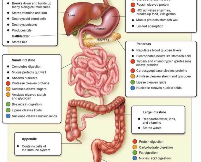 The Digestive System Flow Chart - Home School