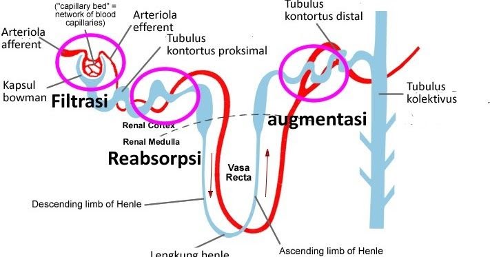 Tahapan Proses Pembentukan Urine Manusia Filtrasi Reabsorpsi My Xxx