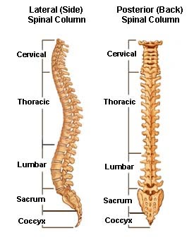 Bones In The Back Diagram / Knowing Your Spine Anatomy - Absolute