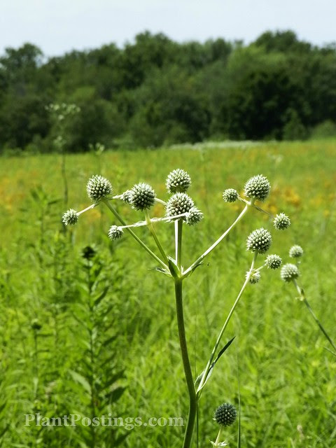 eryngium