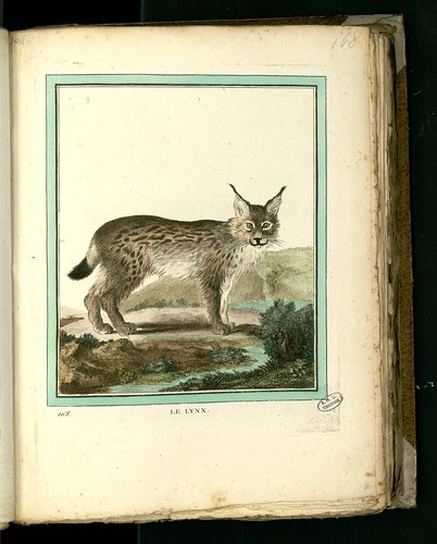 Lynx by peacay