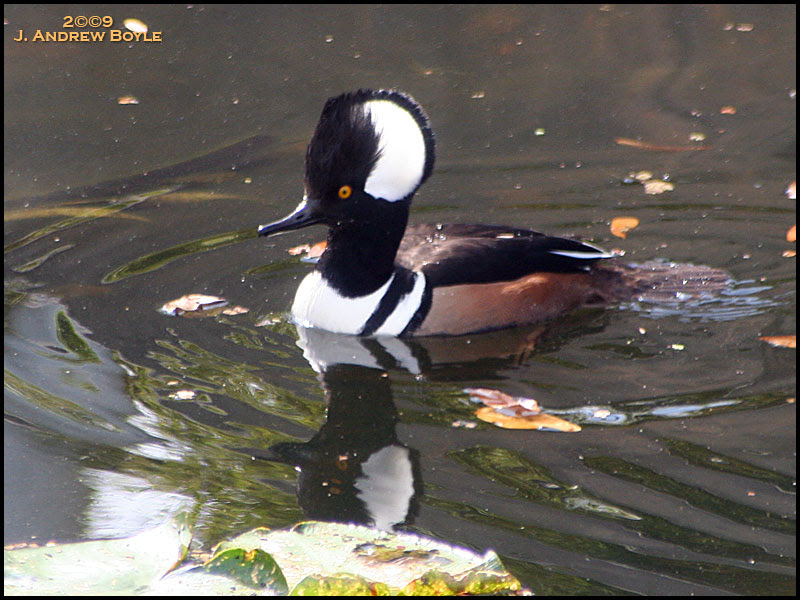 Hooded Merganser