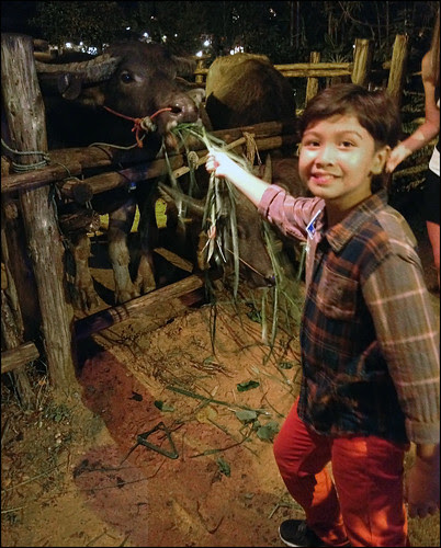 Feeding Buffalo at Siam Niramit