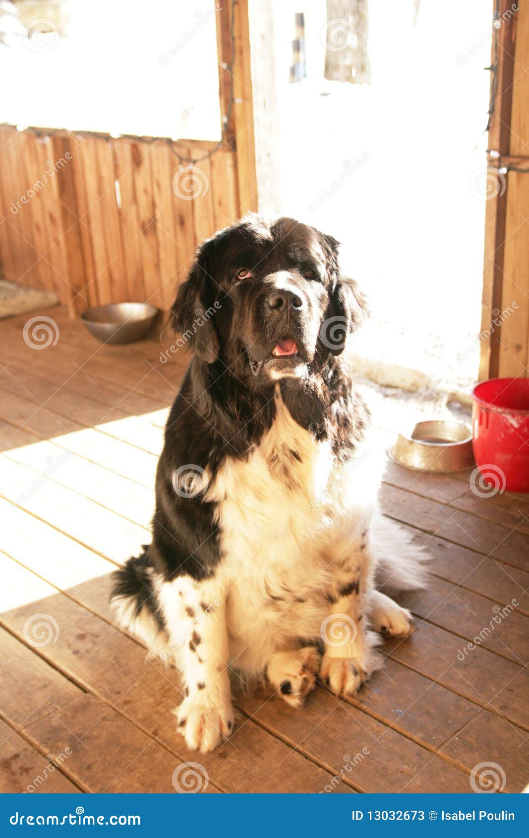 dog-house-plans-newfoundland