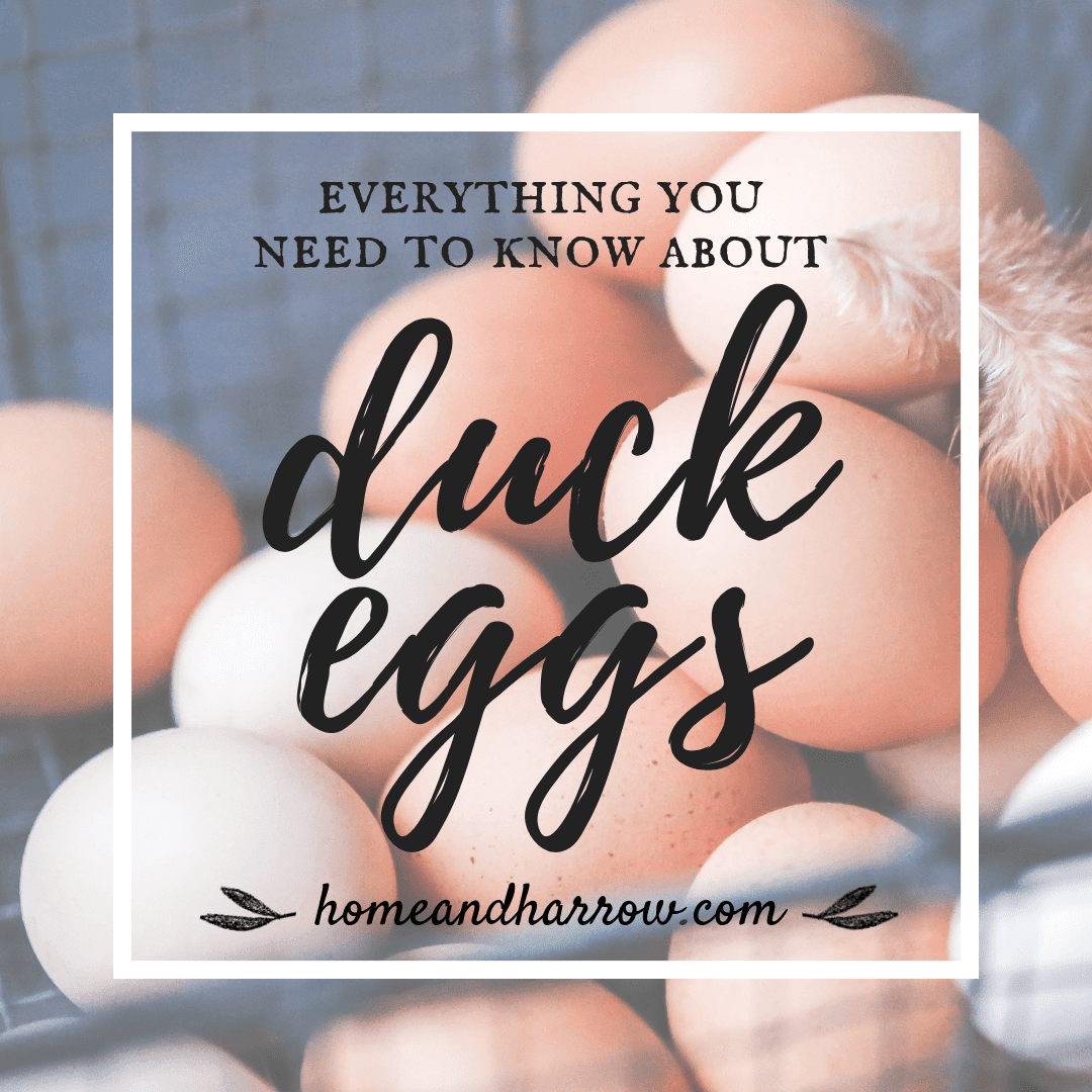 Everything you Need to Know About Duck Eggs | Home and Harrow 