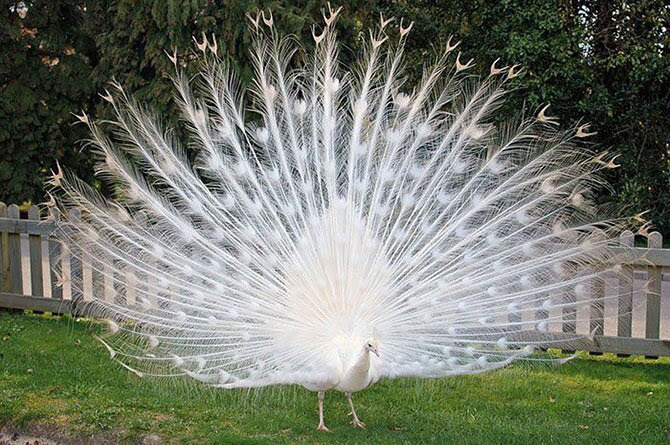 Animals most unexpected colors