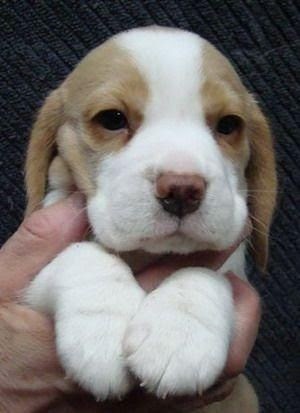 beagle beagles puphome beagleplanet