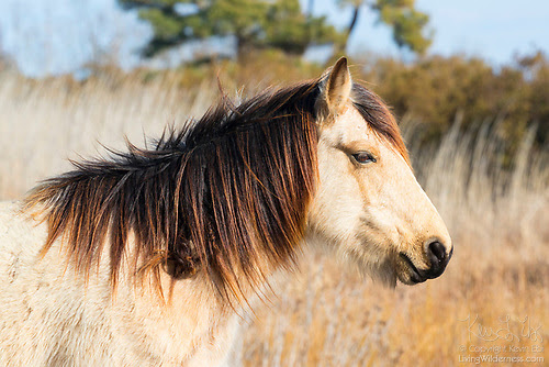 Assateague Horse, Chincoteague Pony, Assateague Island, Virginia