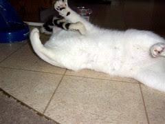 It's Attacking Victor!