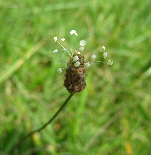 seed head