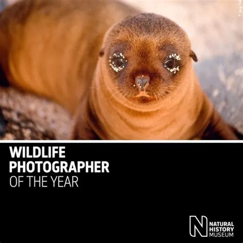 Download AudioBook Wildlife Photographer Of Year Pdf 23 Audible