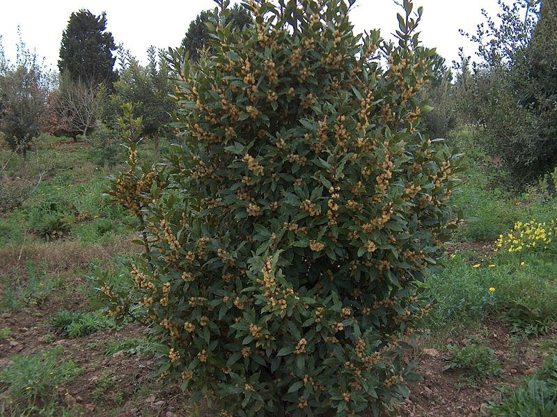 Fitxer:Laurus nobilis g4.jpg