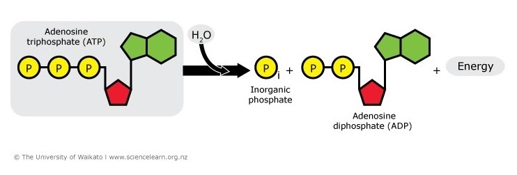 how-is-energy-stored-and-released-from-atp-wasfa-blog