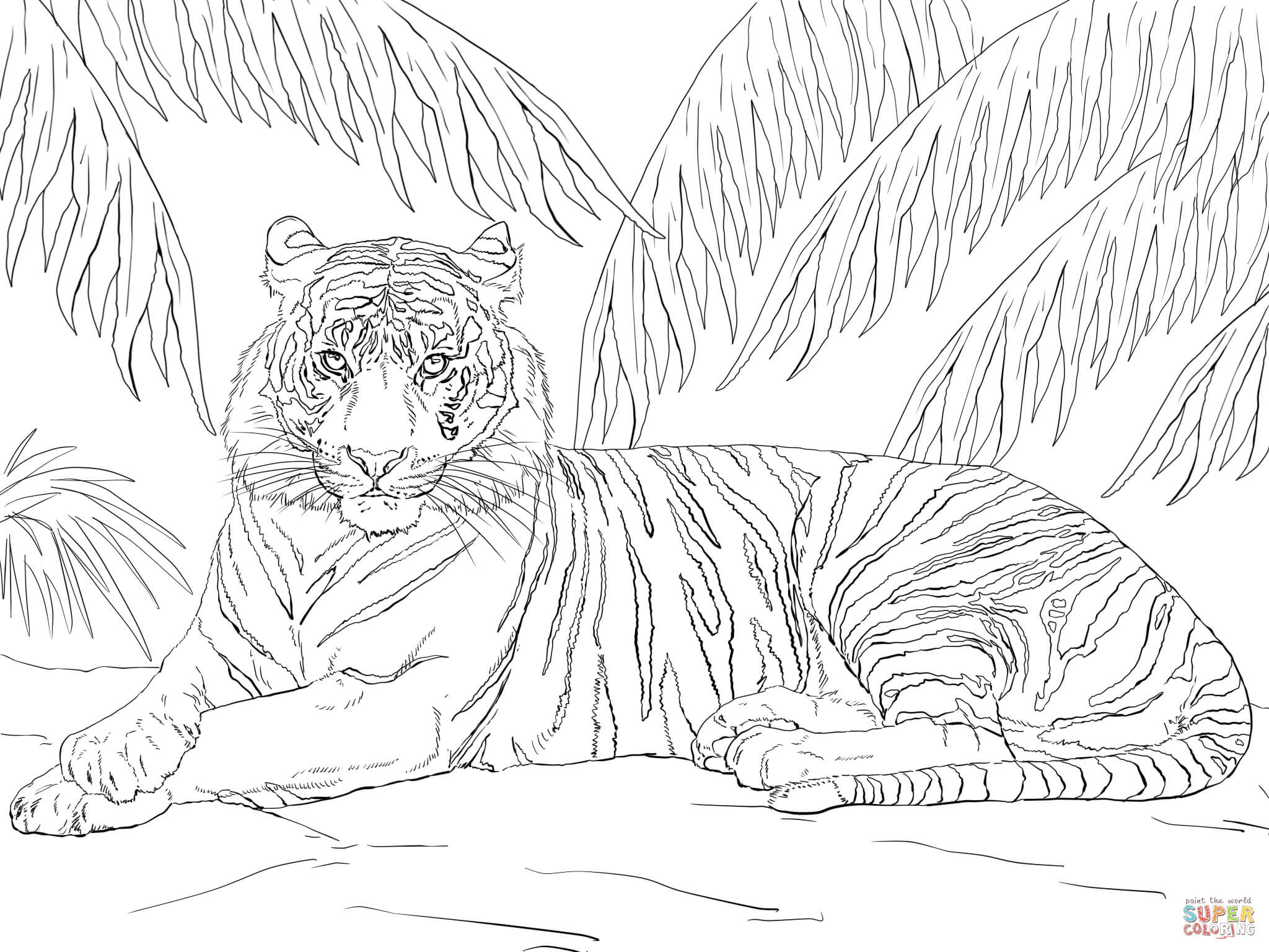 Tiger malvorlage information