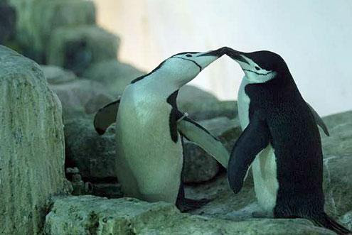 Roy y Silo, dos pingüinos homosexuales que adoptaron unos polluelos. Zoo de Central Park. Globalanimal.org Biodiversidad y sexualidad
