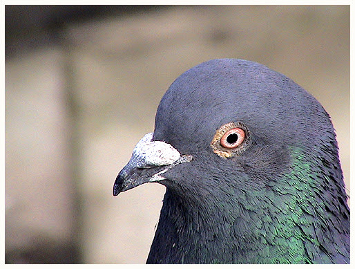 imperialpidgeon-thumb