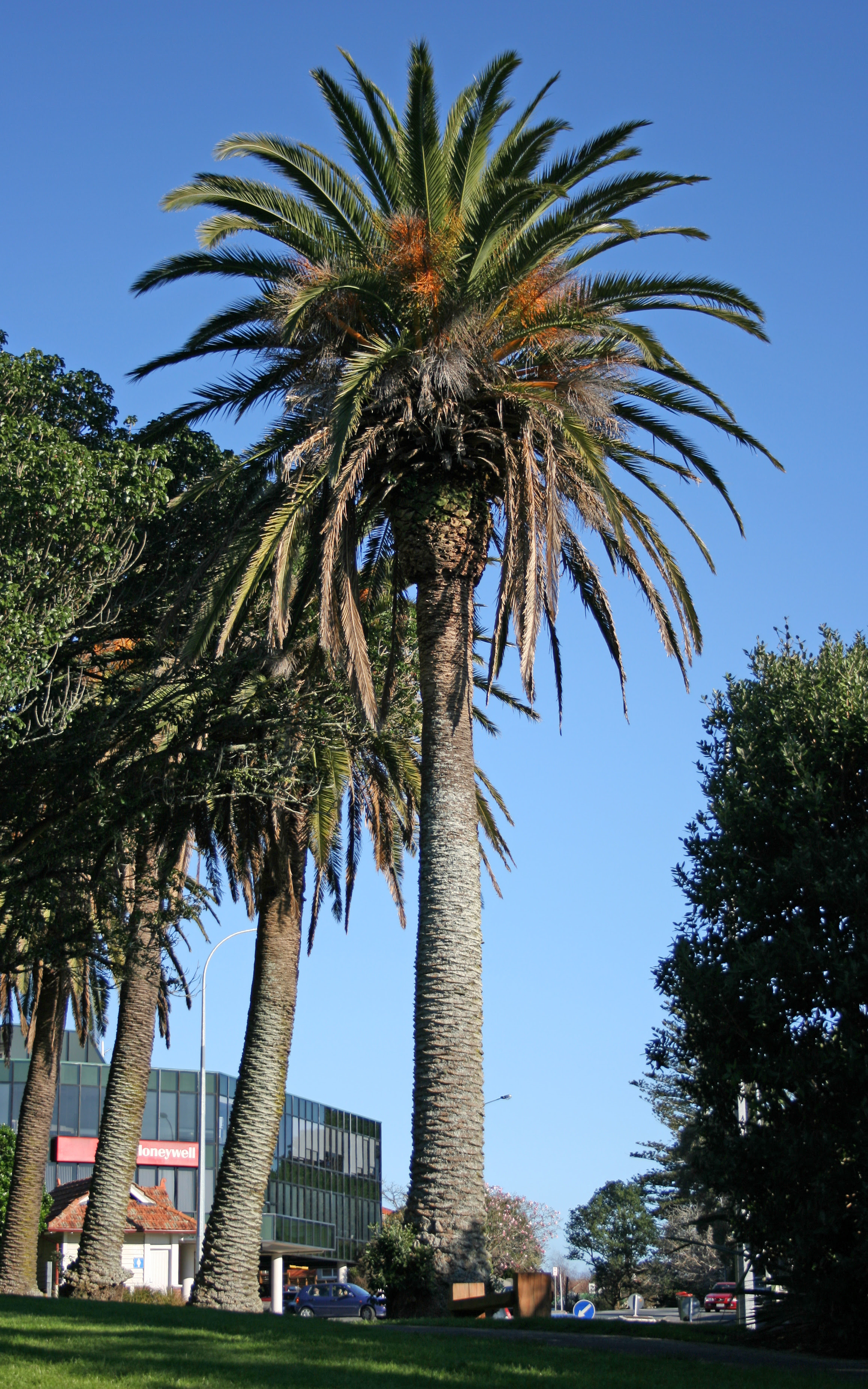 Timeless Environments: Canary Island Pine & Palm (Tenerifie)