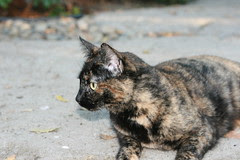Kitty