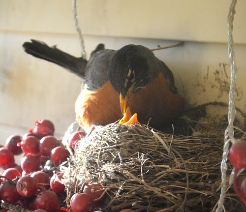 Robin feeding the babies