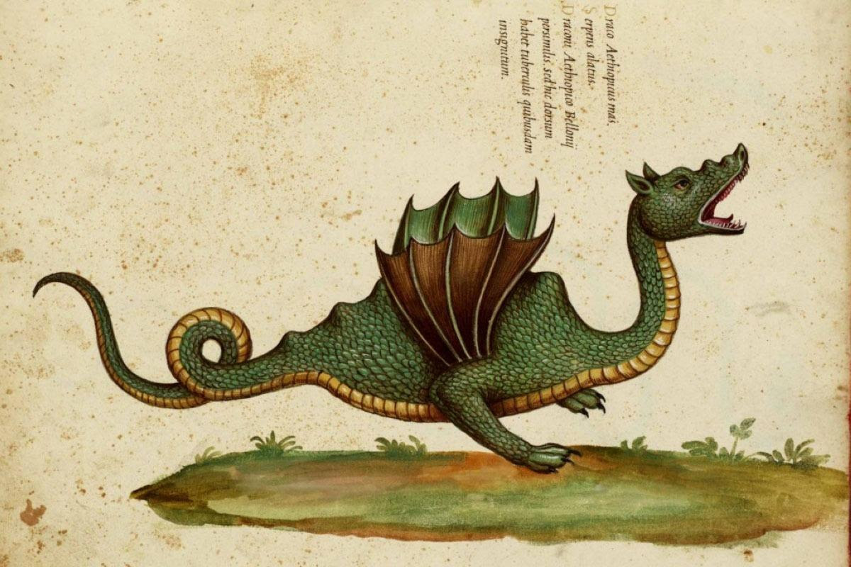 18-Aldrovandus-Winged-Dragon-of-Ethiopia3