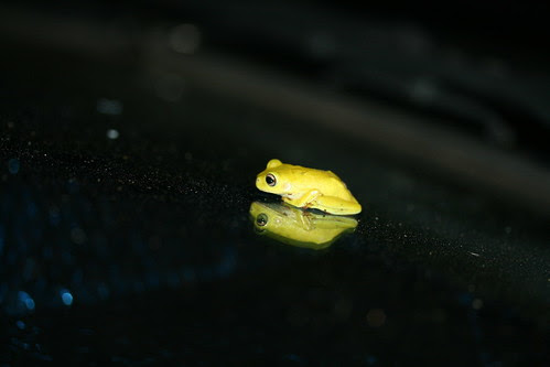 Green Tree Frog