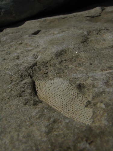 Fossil Bryozoan