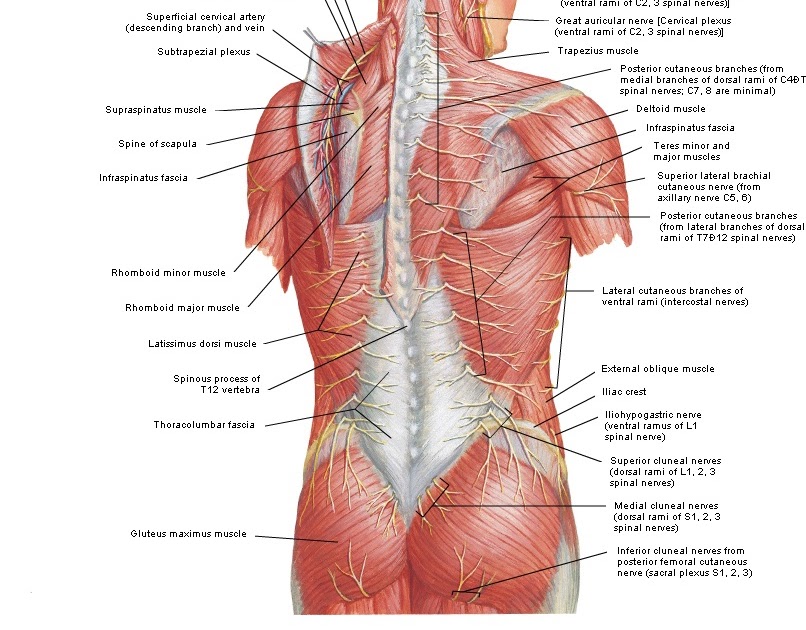 Back Muscles Diagram For Massage About Holistic Massage Holisticure