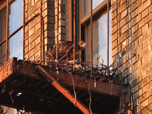 Washington Heights Red-Tail Nestling