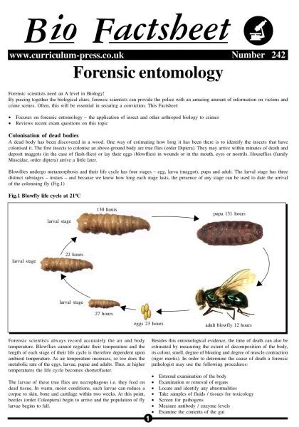 32-forensic-entomology-worksheet-answers-worksheet-project-list