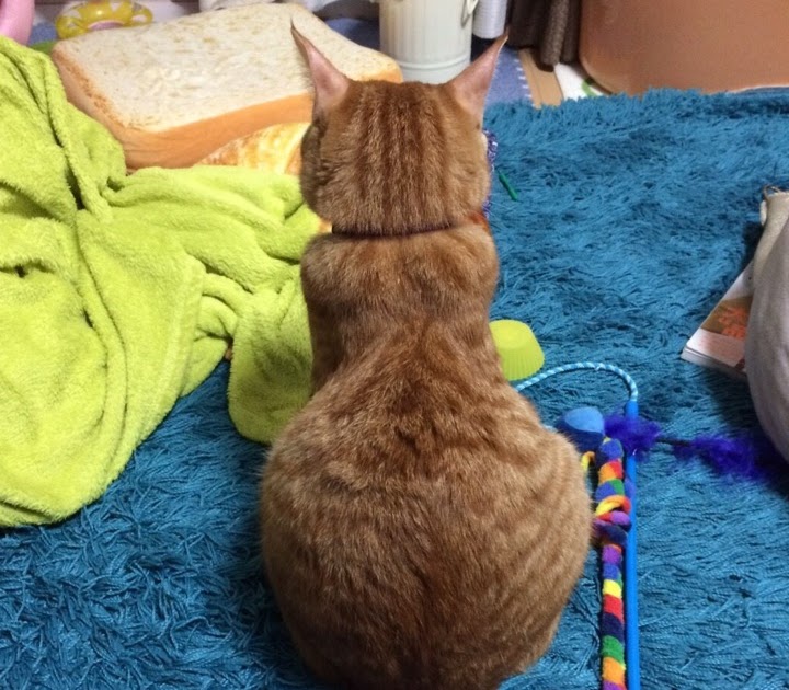 猫 座る 描き方 Japan Image