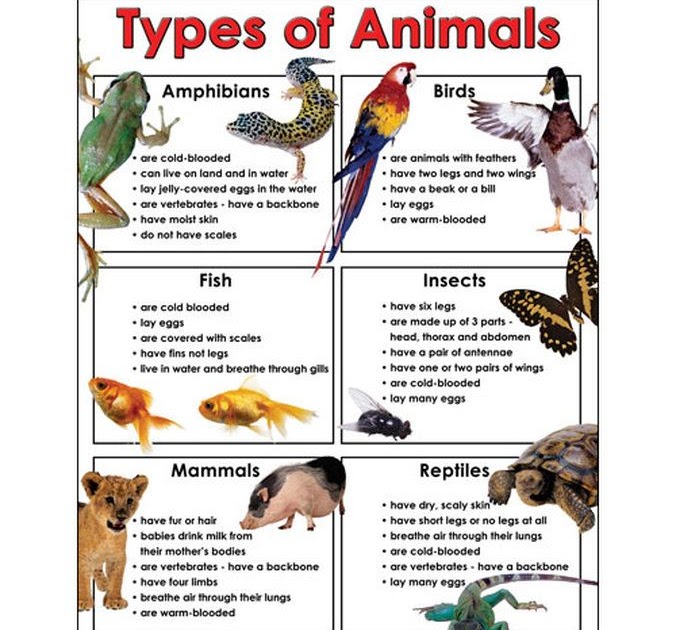 Animal Groups And Their Characteristics - SANIMALE