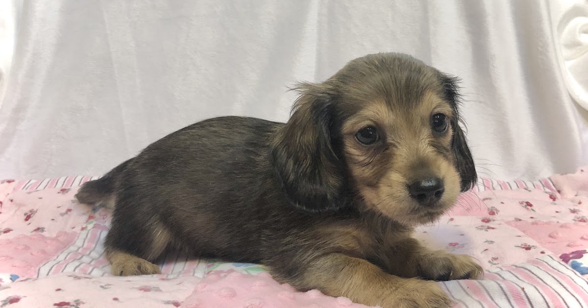 13 maltipoo breeders in alabama al maltipoo puppies for sale - animalfate on montgomery alabama craigslist pets