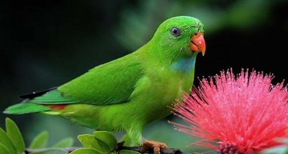 Gambar Burung Serindit Jantan Dan Betina - Gambar Burung