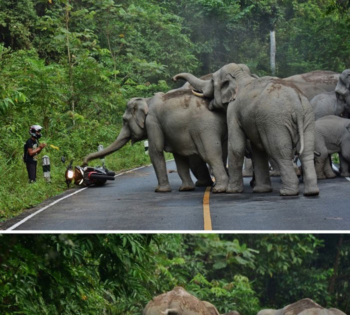 Trending Man Apologizes To Elephants After Disturbing Them With Motorbike In -2037