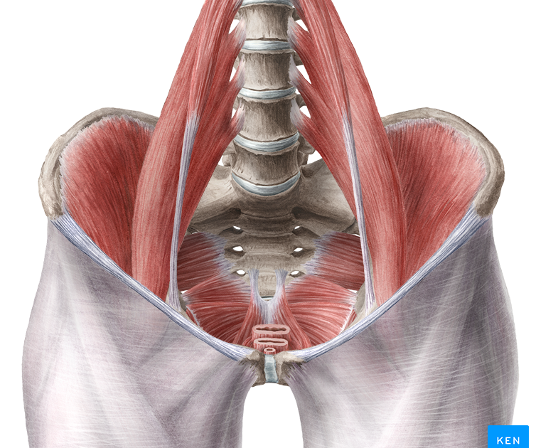 Pelvic Anatomy Kenhub : Pelvis and Femur | anatomy Kenhub : What is the