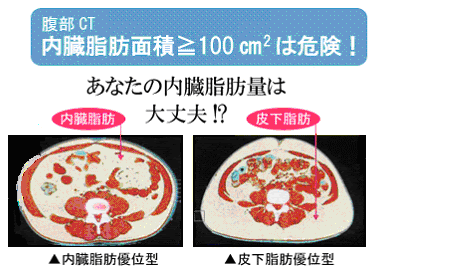 Japan Image 内臓 位置 へそ