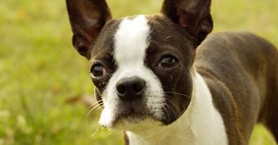 how big do boston terriers get when full grown