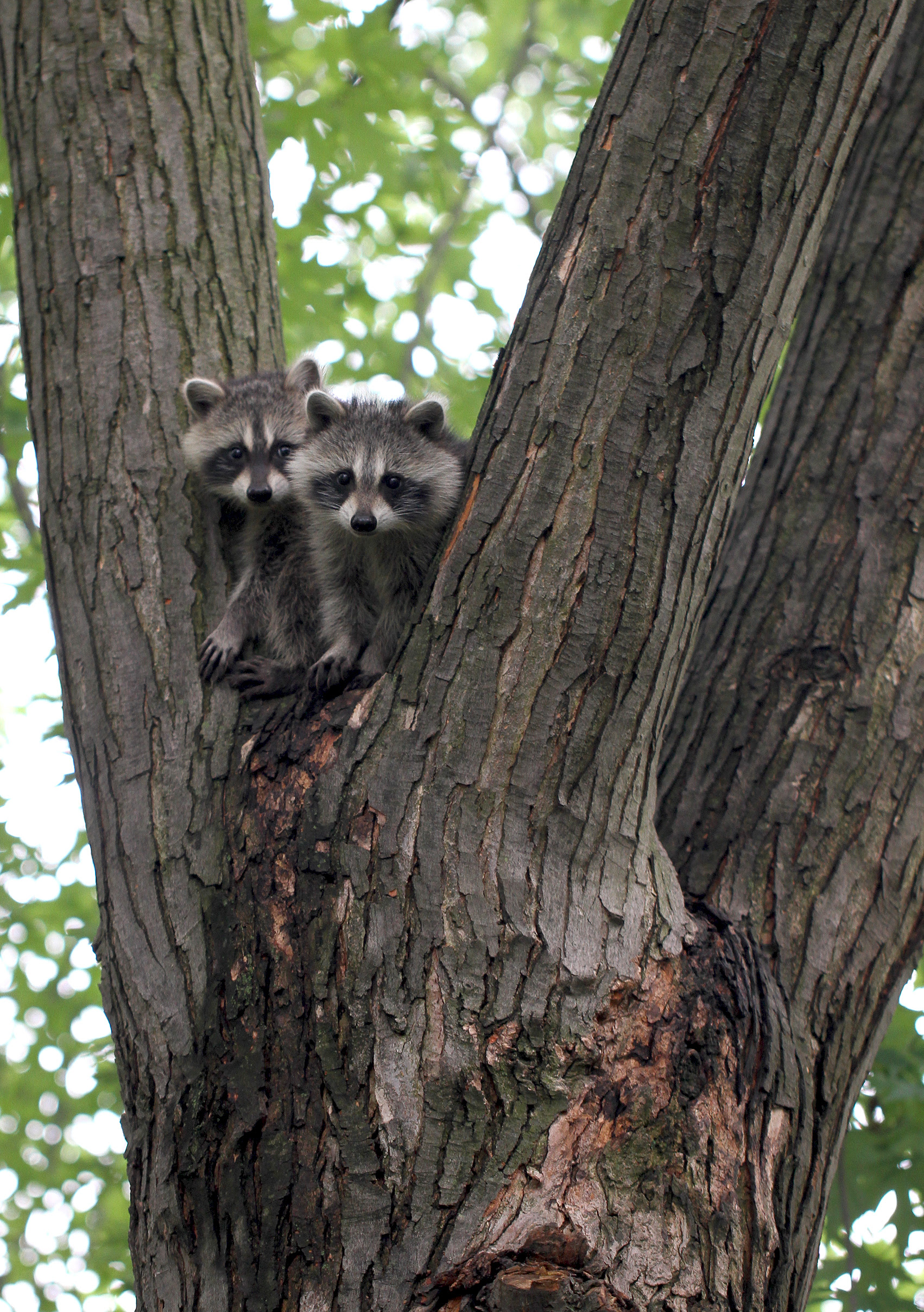 raccoon kits5