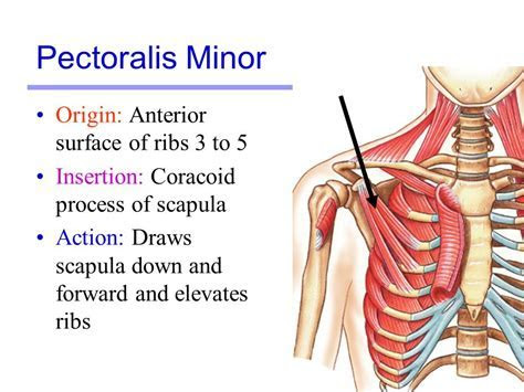 Pectoralis Major Origin Fuzzbeed HD Gallery Pectoralis Major Origin Fuzzbeed HD Gallery