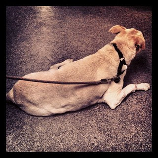 Check up at the vet #dogstagram #ilovemydogs #instadog #bigdog #labmix