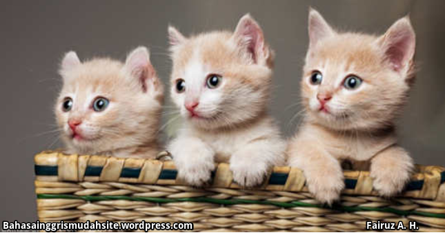 Ciri Ciri Kucing Dalam Bahasa Inggris Dan Artinya Btt Documents