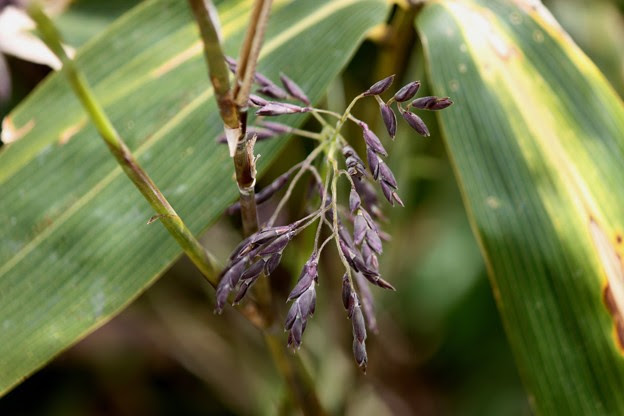 これまでで最高の熊笹 花 最高の花の画像